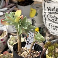 多肉大好き,可愛い多肉ちゃん❤︎,多肉中毒,多肉女子,多肉植物販売店の画像