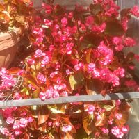 ベゴニアの画像