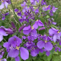 スイセン,スズラン,ボケ,アラビス,ハナダイコンの画像