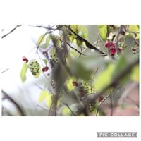 アケビ,ミツバアケビ,ミツバアケビ,元気をありがとう٩( ᐛ )و,山野草の画像