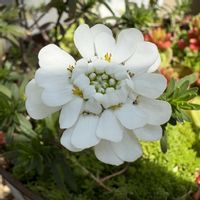 イチゴ,イチゴ,イベリス,イベリス,イチゴ栽培の画像