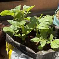 ジャガイモ,ジャガイモ,ぽろしり（じゃがいも）,ベランダの画像