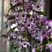 デンドロビウム,デンドロビューム,デンドロビウム　ビゼンアケボノ,洋蘭,ラン科の画像