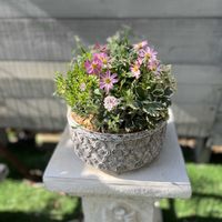 ビデンス,マーブルストロベリー,ブラキカム マウブディライト,アンドロサセ　ラヌギノーサ,斑入り金魚草 フォレストマリアージュの画像