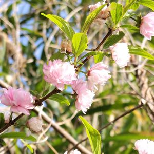 ニワザクラ,ニワザクラ,無農薬野菜,菌ちゃん農法,家庭菜園の画像