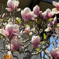 モクレンの画像