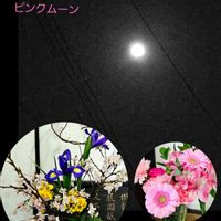 ガーベラ,リナリア,パンジー,ツタバウンラン,サクラ、アイリスの画像