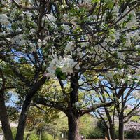 ヒメリンゴの画像