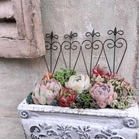 多肉の寄せ植え,多肉棚,ジャンクガーデン,韓国苗,GSに感謝。の画像