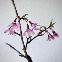 オカメザクラ,オカメ桜,サクラ盆栽,おかめ桜,ミニ盆栽の画像