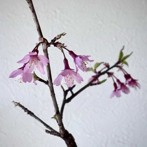 オカメザクラ,オカメ桜,サクラ盆栽,おかめ桜,ミニ盆栽の画像