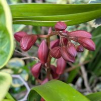 シンビジウム,フリージア,フリージア,平和を願う,戦争反対の画像