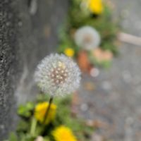 オキザリス,ナガミヒナゲシ,タンポポ,タンポポ,平和を願うの画像