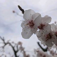 アンズ,アンズ,ホトケノザ,オオイヌノフグリ   星の瞳,杏(あんず)の画像