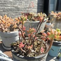 乙女心,多肉植物,加工なし,植中毒,庭の画像