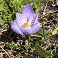 クロッカス,シラー,雪解け,小さな幸せ,優しい気持ちの画像