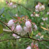 ブルーベリー,ブルーベリー,無農薬野菜,菌ちゃん農法,家庭菜園の画像