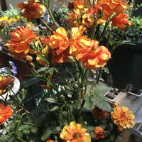 ガザニア,ローダンセマム,くんしらん(君子蘭,ラナンキュラスラックス、ミノアン,お花好きの画像