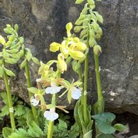 エビネ,今日のお花,キュンキュン乙女倶楽部,チーム・ブルーNo.036,キュンキュン乙女倶楽部No.279の画像