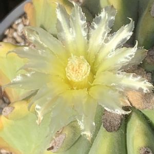 サボテン,棘無王冠竜,多肉植物,開花,フェロカクタス属の画像