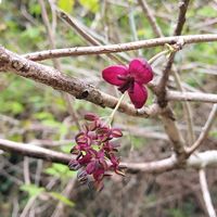 アケビ,アケビの画像