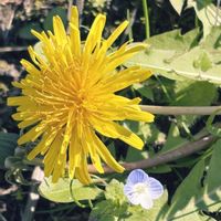 オオイヌノフグリ,オオイヌノフグリ,たんぽぽ,たんぽぽ,散歩道の画像