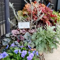 ムスカリ,ビオラ,ヒューケラ,シルバーレース,寄せ植えの画像