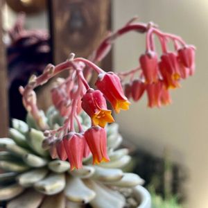 黒爪ザラゴーサ,さくら サクラ 桜,多肉植物,エケベリア属,神奈川タニラーの画像