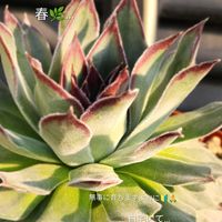 ハナニラ,ローダンセマム,シュウレイ,朧月(おぼろづき),センペルビウム属　ロンゴバルダムの画像