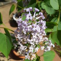 ライラック,ビオラ,スーパーアリッサム,チュウリップ,とにかくGS 楽しもう！の画像