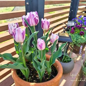 チューリップ,チューリップ フレミングフラッグ,チューリップ フレーミング フラッグ,鉢植え,ガーデニングの画像