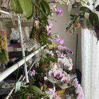 カトレア,デンドロビウム,胡蝶蘭,洋蘭,洋ランの画像