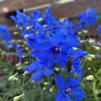 お花,花のある暮らし,植物のある暮らし, デルフィニウム,ありがとう♡の画像