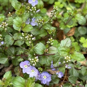 鉢植え,可愛い,山野草,シェードガーデン,春の訪れの画像
