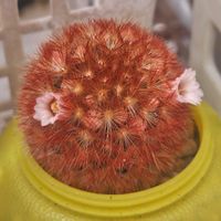 サボテン,カルメナエ,ギムノカリキウム 海王丸,海王丸,赤棘カルメナエの画像