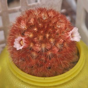 サボテン,カルメナエ,ギムノカリキウム 海王丸,海王丸,赤棘カルメナエの画像