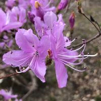 サザンカ,ミツバツツジ,ベニバナトキワマンサクの画像