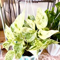 ポトス,サトイモ科,ポトスマーブルクイーン,ポトス マーブルクイーン,ポトス マーブルクイーンの画像