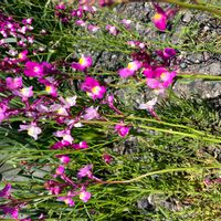 リナリアの画像