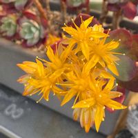 多肉大好き,多肉棚,多肉植物のある暮らし,多肉のお花✨,HTC No.178の画像