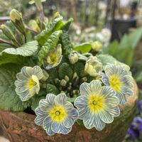 プリムラ　ジュリアン,お庭,おうち園芸,小さな庭の画像