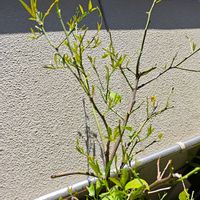 レモン,茶の木の画像