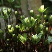 ヒトリシズカ,山野草,半日陰の庭,おうち園芸,小さな庭の画像