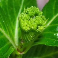 アジサイ,ハボタン,ヒヤシンス,月下美人,GSのみなさんに感謝♡の画像