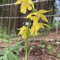 エビネ,オキナグサ,クモマグサ,エビネラン,ヤマシャクヤクの画像