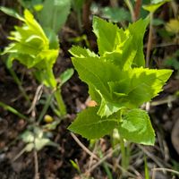 桔梗,小さな花壇の画像