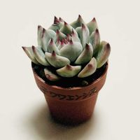 ハートカズラ,カラスバミセバヤ,越中ミセバヤ,❤︎New Face❤︎,小さな庭　2026.４月の画像