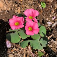 オキザリスの画像