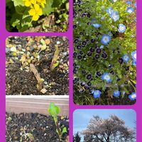 ネモフィラ,レタス,レタス,わさび菜,わさび菜の画像