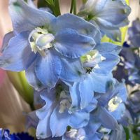 デルフィニウムの画像